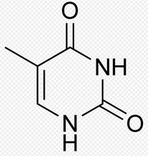 Thymine