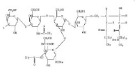 Asialoganglioside