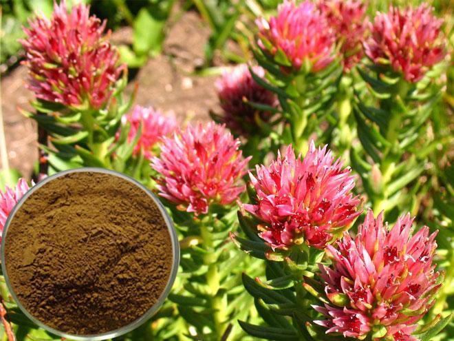 Rhodiola rosea Extract