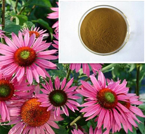 Echinacea Extract