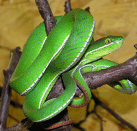 Trimeresurus stejnegeri