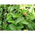 Spilanthes extract