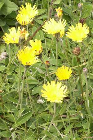 Hawkweed Extract