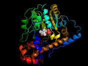 Gamma Glutamyl Transferase