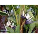 Strelitzia Nicolai Extract