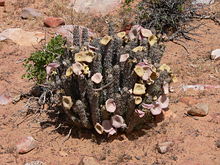 Hoodia Gordonii