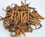 Cordyceps Extract