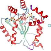 SLK inhibitor K00546