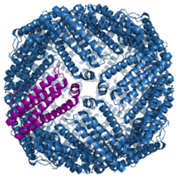 Ferritin