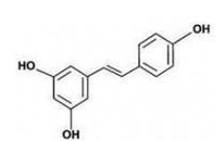 Japanese knotweed extract