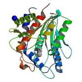 Recombinant Aeromonas Aminopeptidase