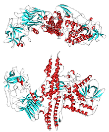 Botulinum toxin