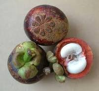 Mangosteen Extract