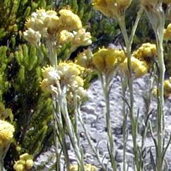 Helichrysum arenarium extract