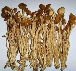 Agrocybe Aegerita Extract