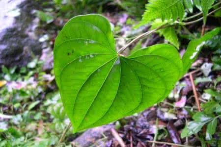 Airpotato Yam Extract