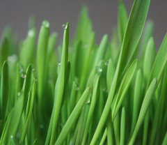 Barley Grass Extract