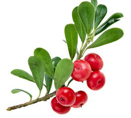 Bearberry Extract