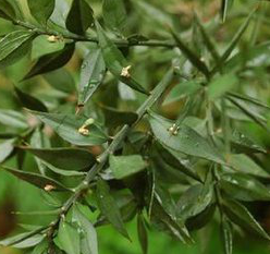 Butchers Broom Extract