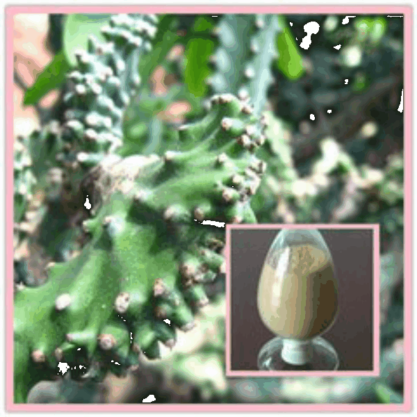 Cactus Extract