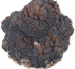 Chaga Mushroom Extract