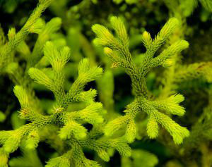 Common Clubmoss Herb Extract