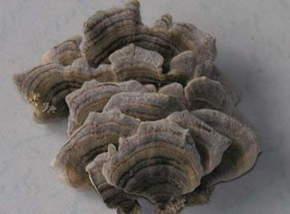 Coriolus Versicolor Extract