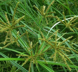 Cyperus esculentus Extract