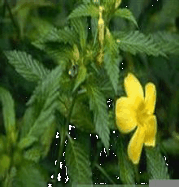 Damiana extract