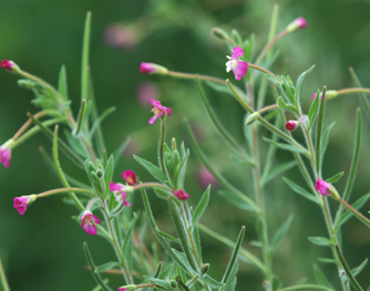 Epilobium Parviflorum Extract