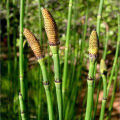 Equisetum Extract