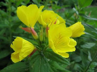 Evening Primrose Extract