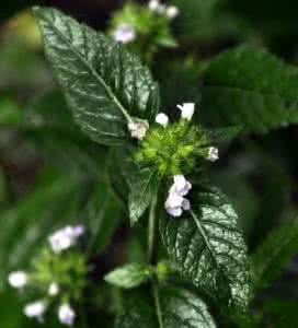 Herba Clinopodii Extract