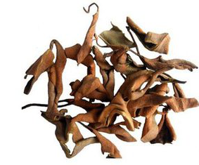 Herba Pyrrosiae Extract