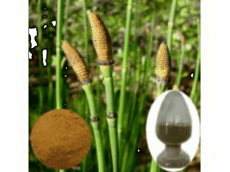 Horsetail Extract