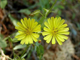 Ixeris denticulata extract