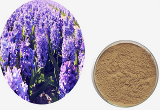 Lavender Extract