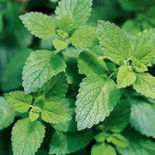 Lemon Balm Extract