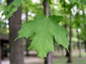 Linden Leaf Extract