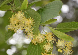 Linden flower Extract