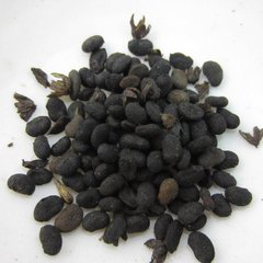 Malaytea Scurfpea Fruit Extract