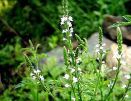 Meadowrue Root and Rhizome Extract