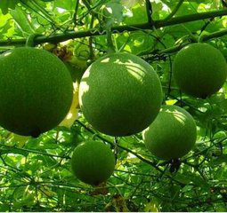 Mongolian Snakegourd Fruit Extract