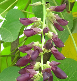 Mucuna Pruriens Extract