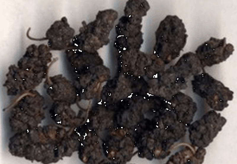 Mulberry Extract