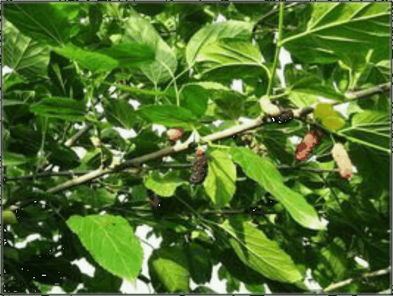 Mulberry Twig Extract