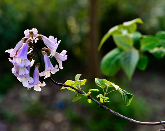 Paulownia Leaf Extract