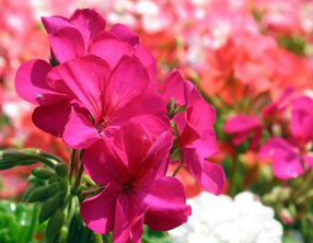 Pelargonium Extract