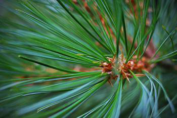 Pine Needles Extract