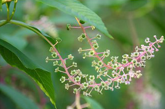 Poke Root Extract